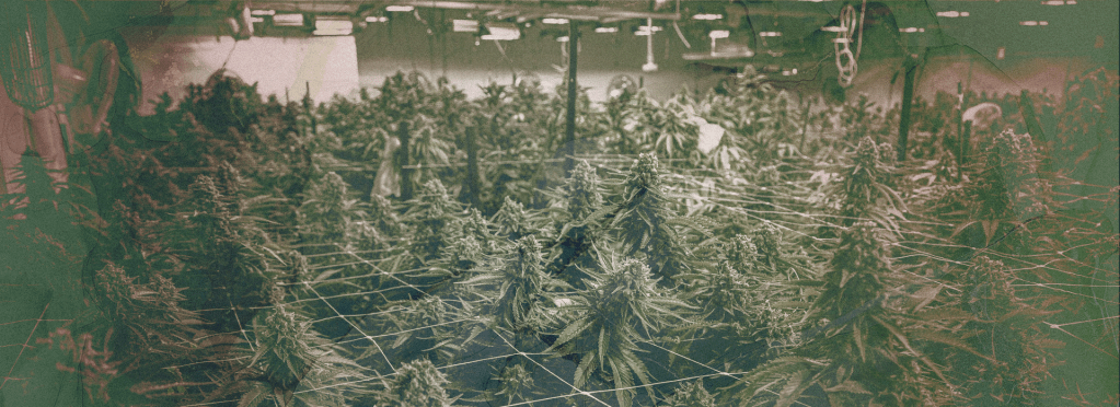Mexican Drug Trafficking Organizations' New Marijuana Strategies - Vimarsana News