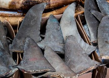 Wildlife Protection Treaty Hits 50 Amid Challenges - Vimarsana News